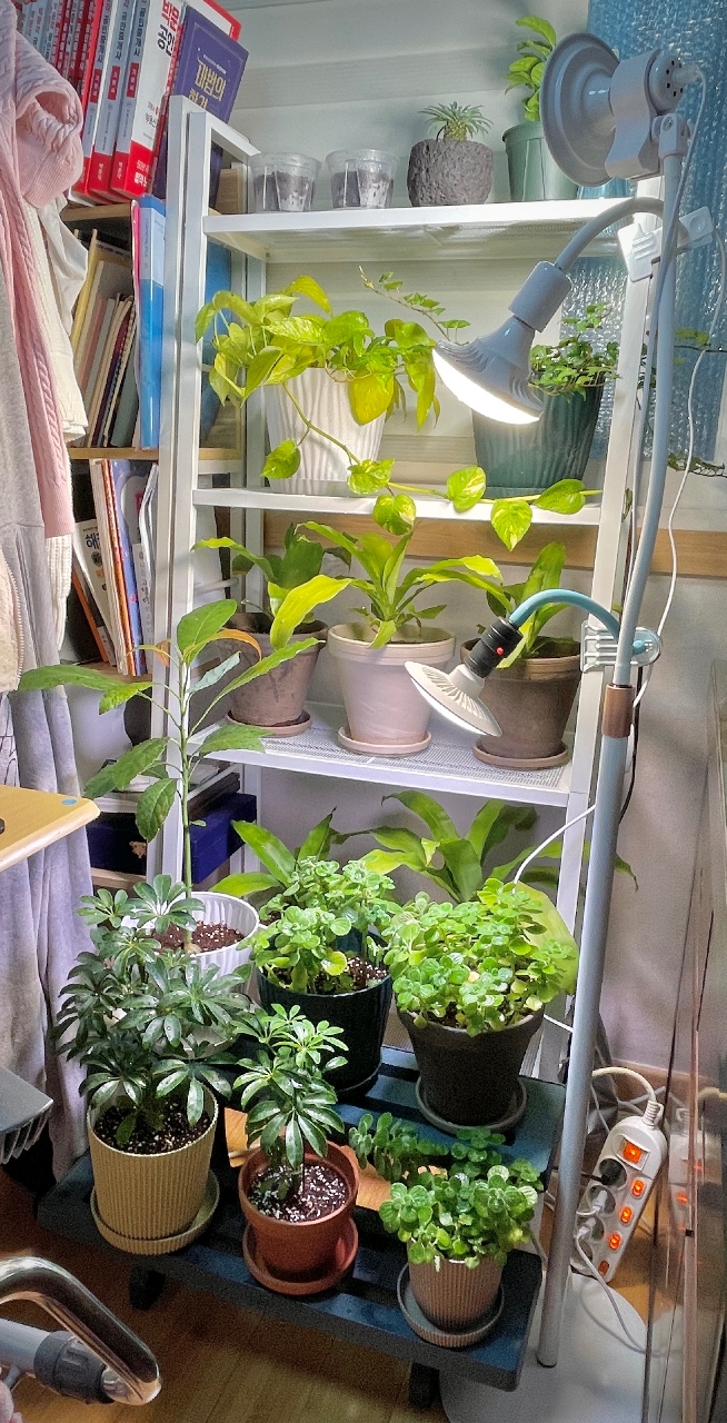정글이 된 방🌳