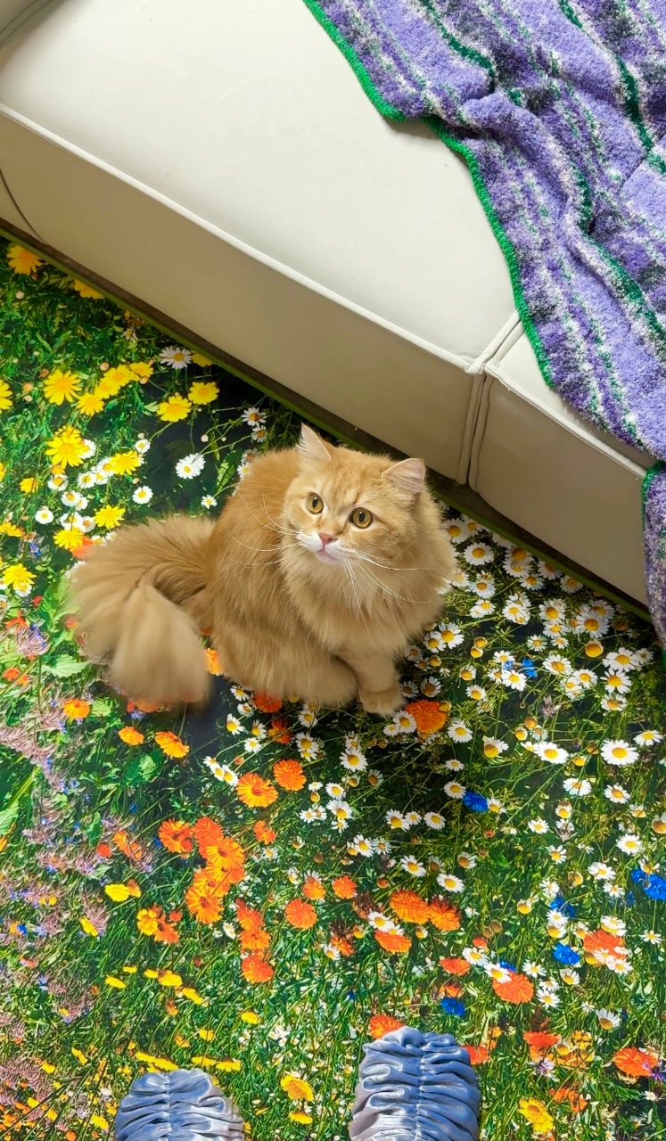 꽃밭 위에 고양이🐈💐🍀
