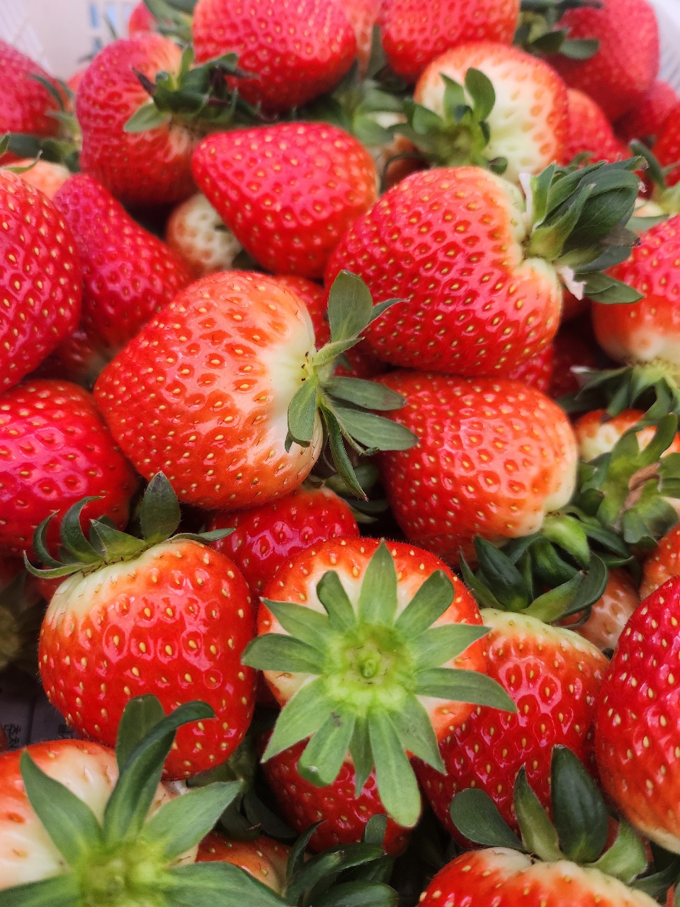 딸기🍓 사러갔다가