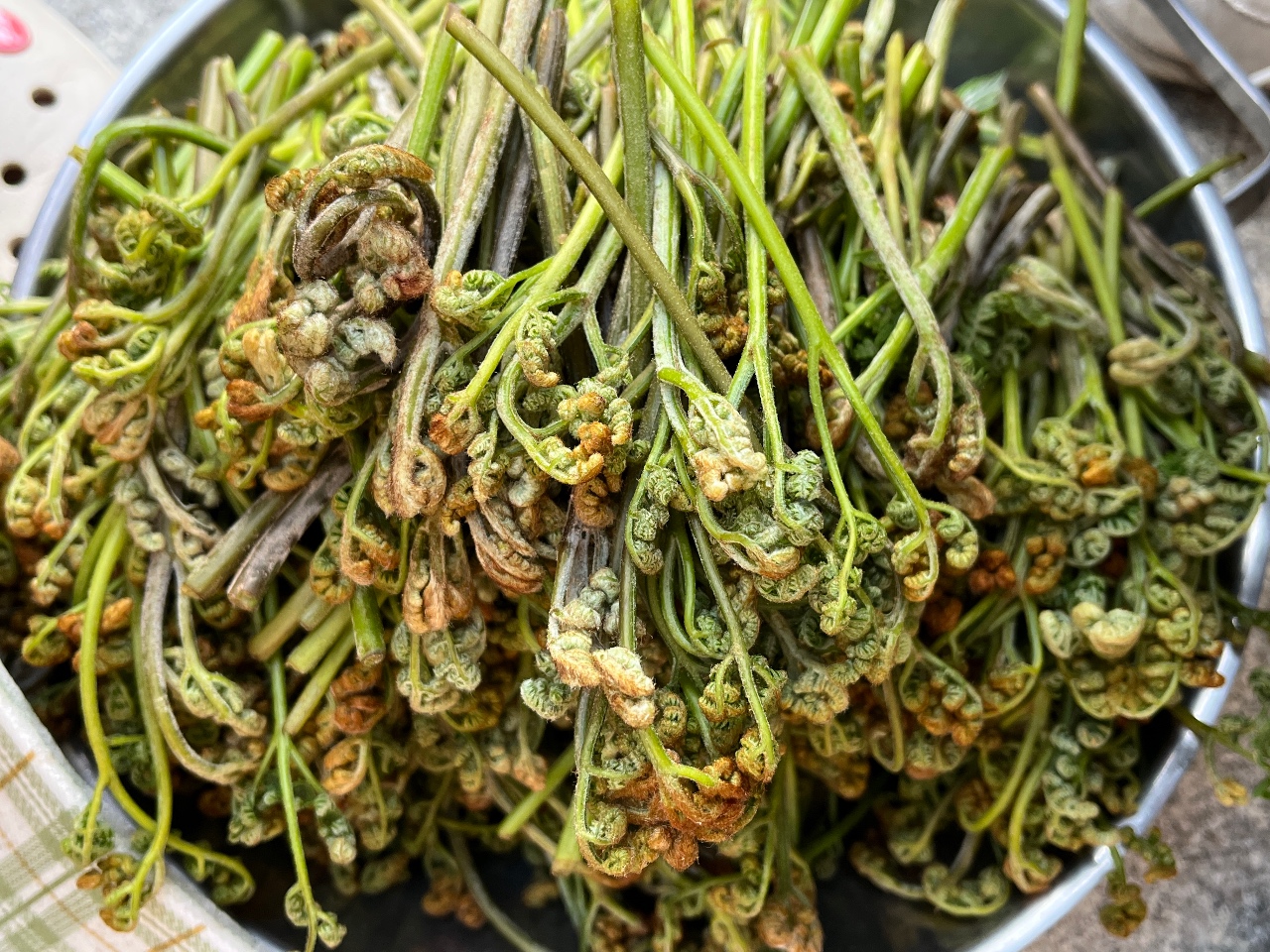 산에 가서 고사리, 쑥, 두릅 뜯어왔어요🕵️