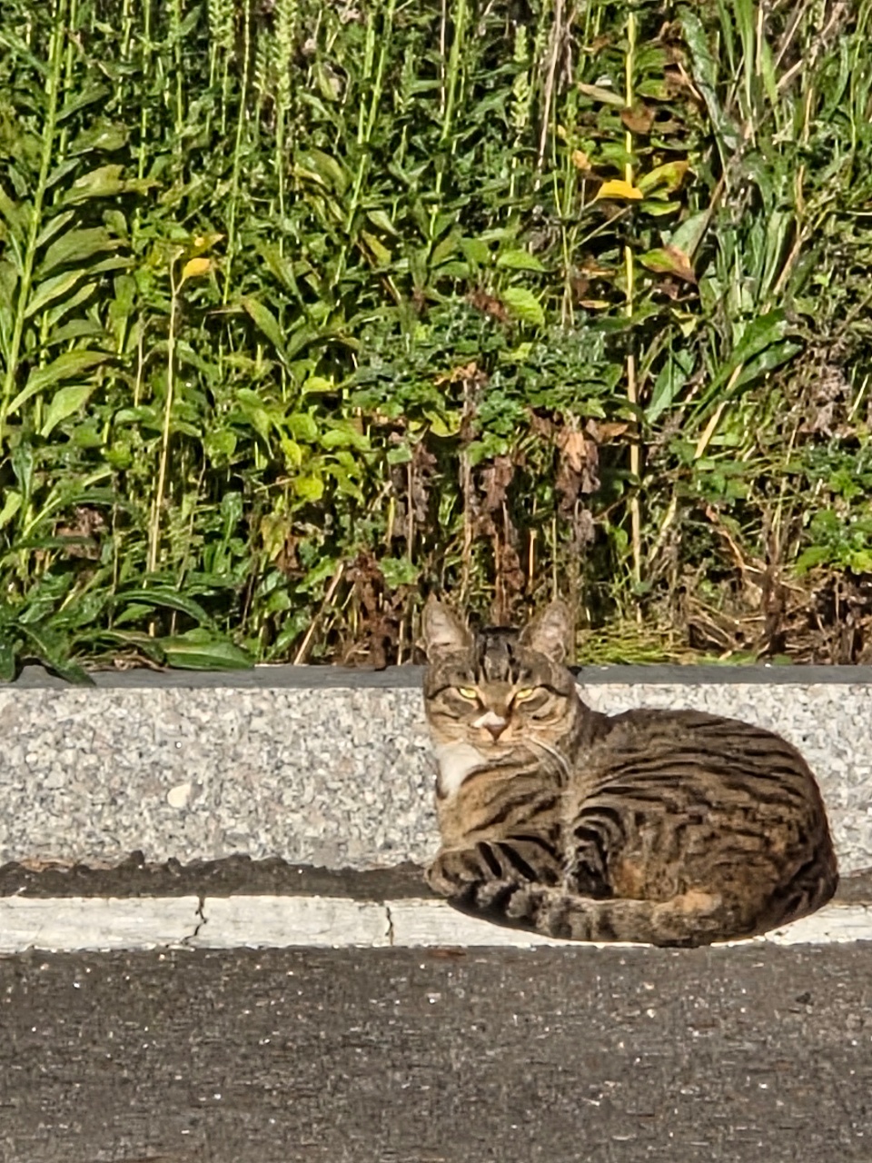 출근길 만난 고양이🐱
