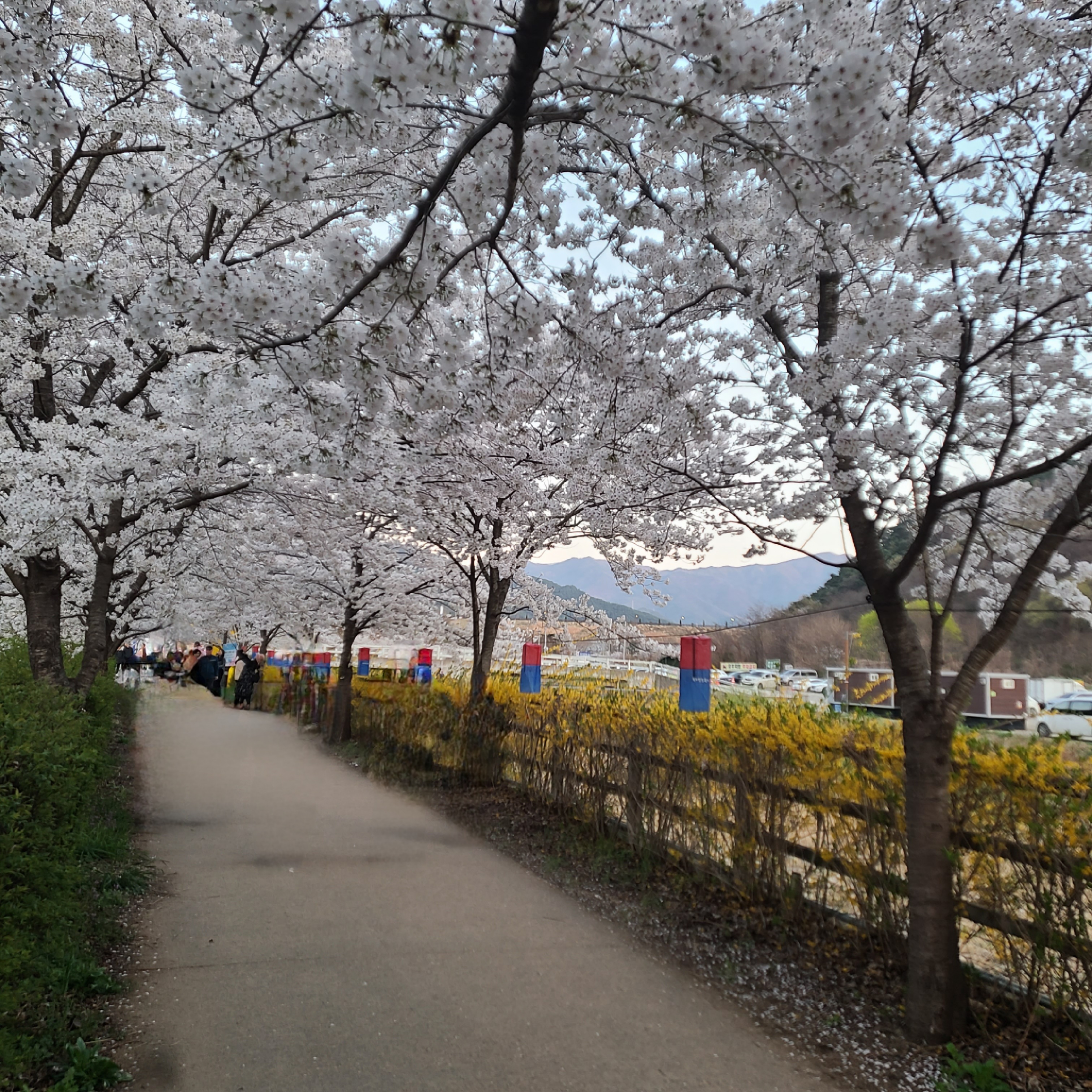 벚꽃엔딩