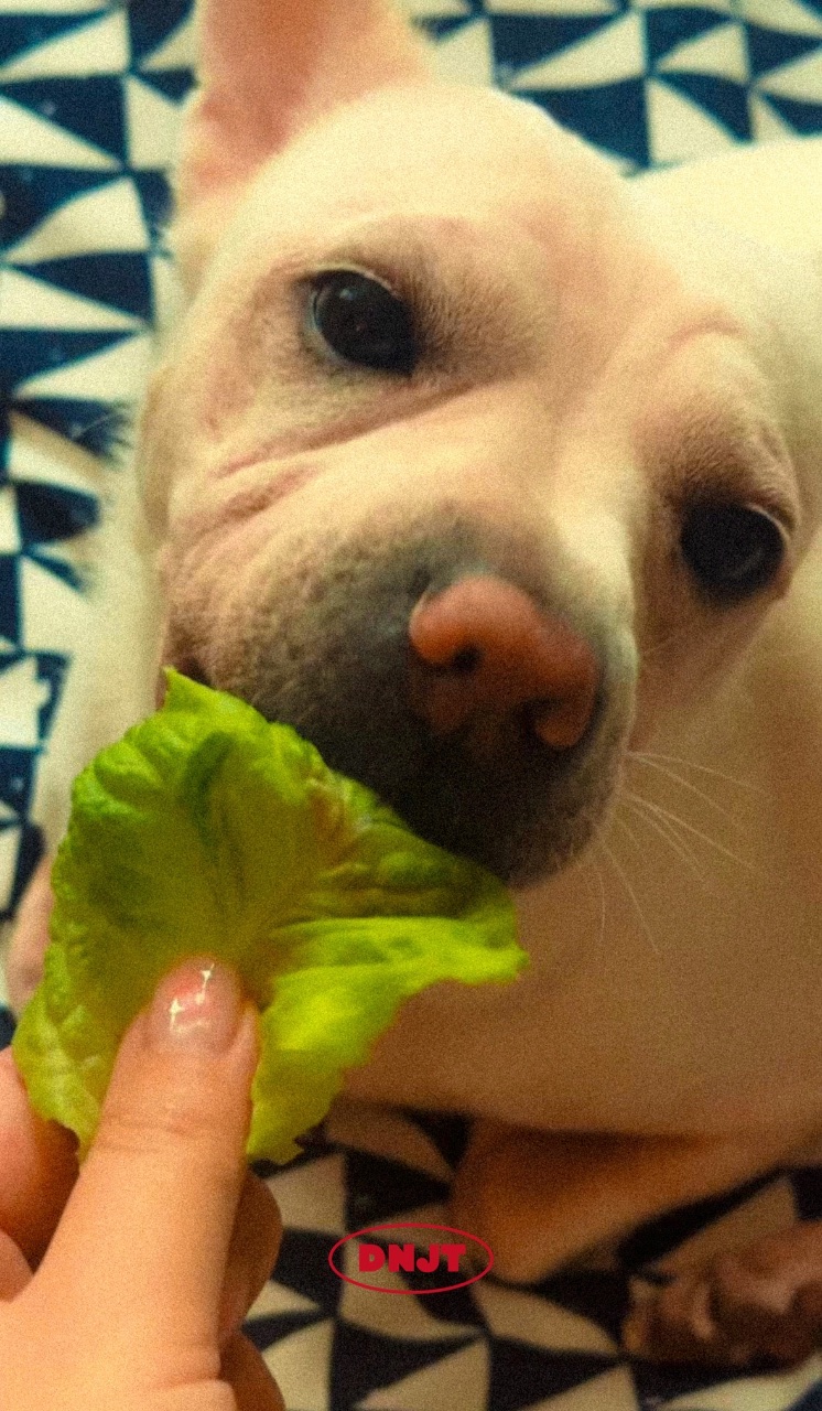 씨앗부터 수확까지, 상추 수경재배의 모든것 🥬