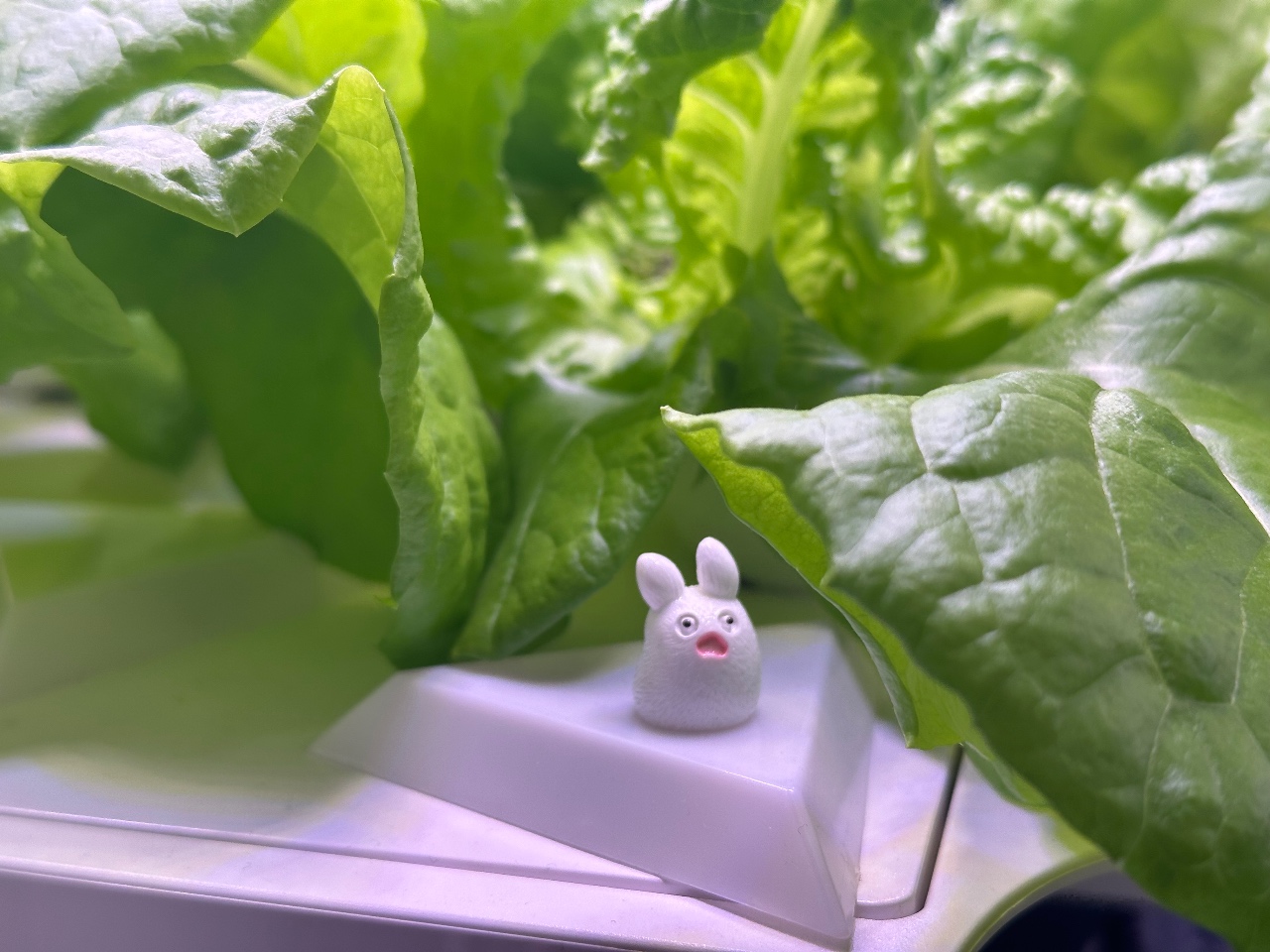 오늘도 자라나는 상추 숲 🥬