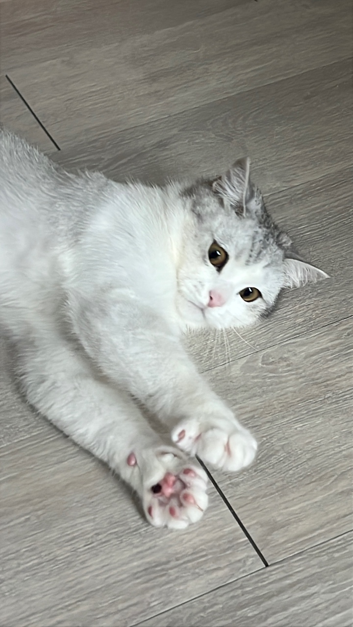 모닝 고양이