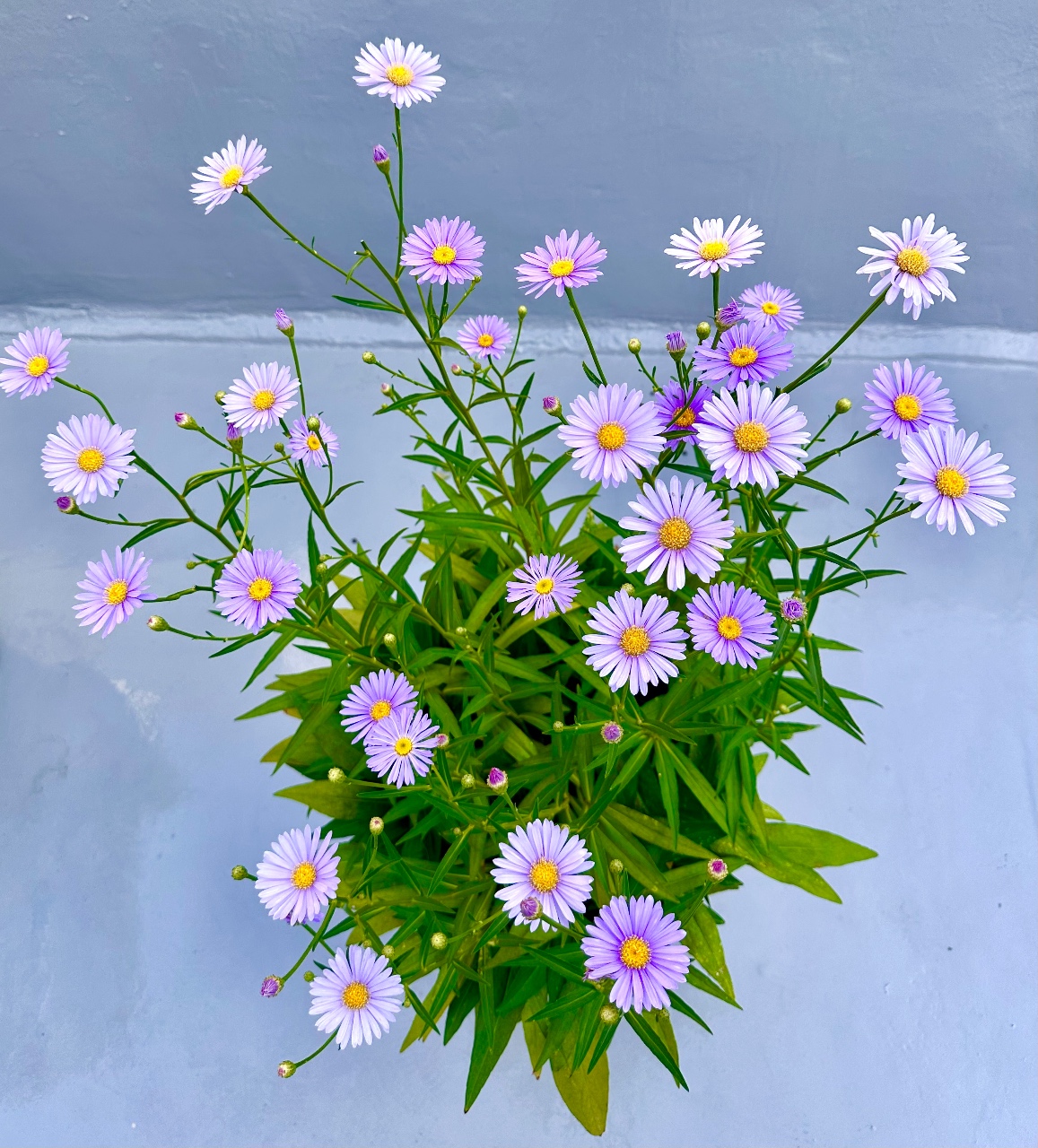 코리안 데이지 🌼