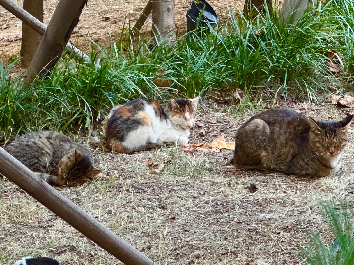 길에서 만난 냥이 가족 🐈