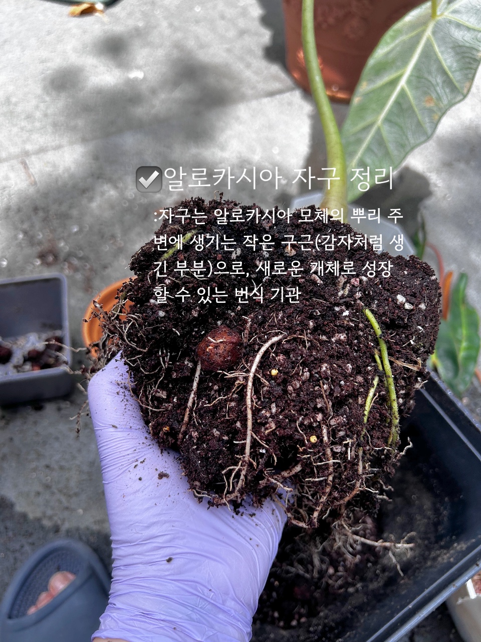 식집사.zip