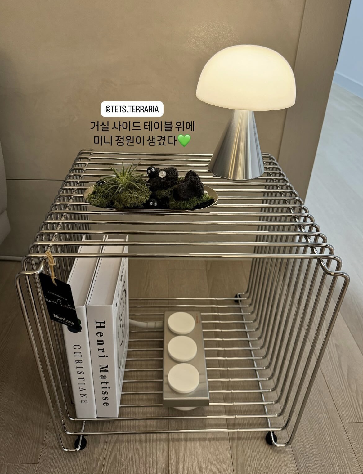 공기정화식물 이오난사💚