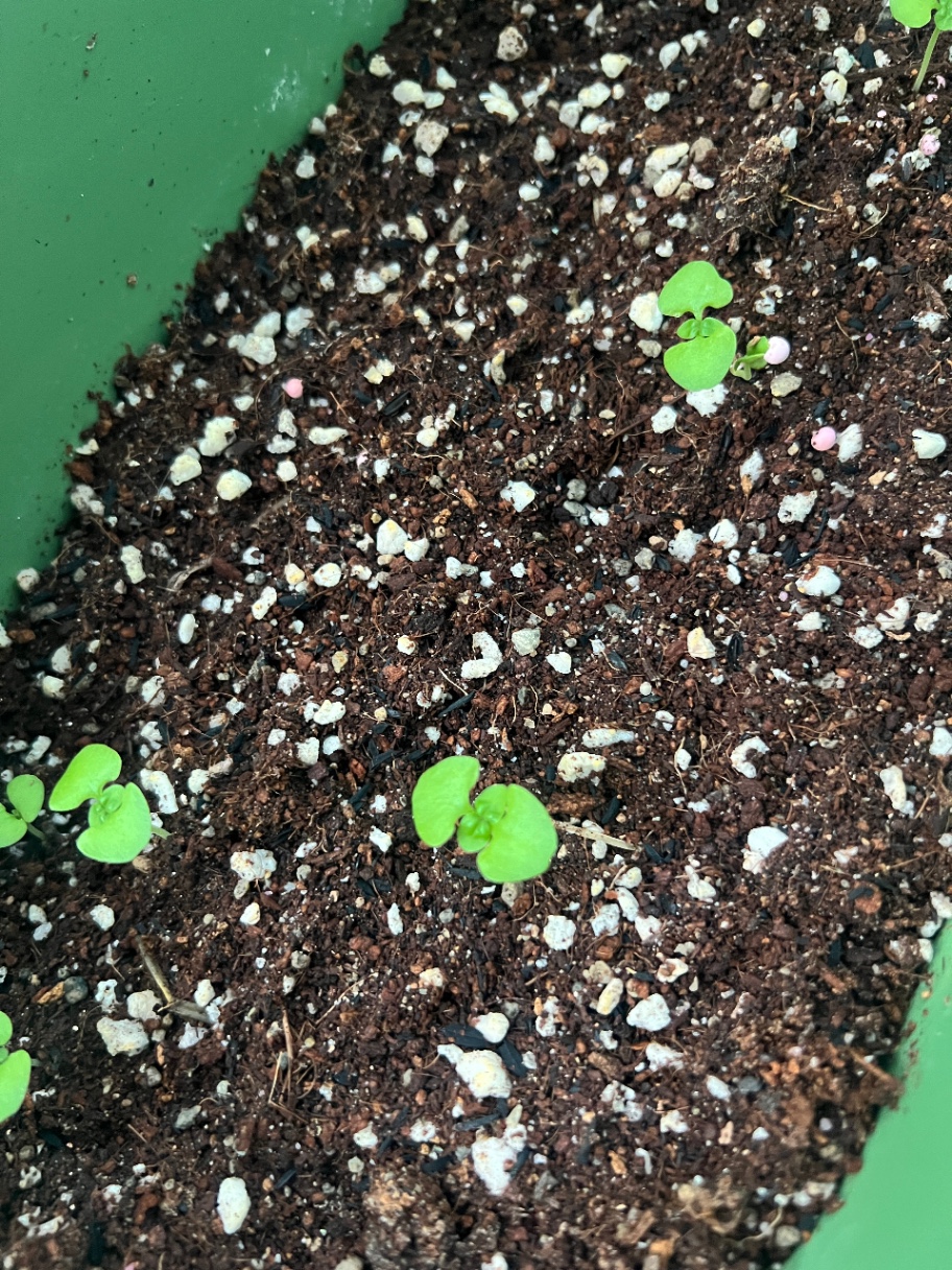 바질맘이 되다🌱