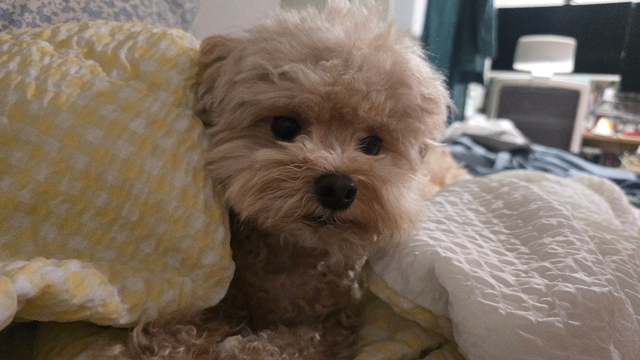 우리 강아지 존재가 애교..♡