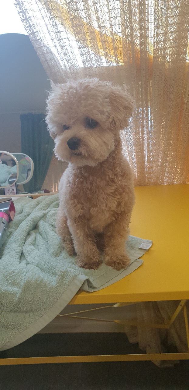 강아지때문에 산 접이식 상들