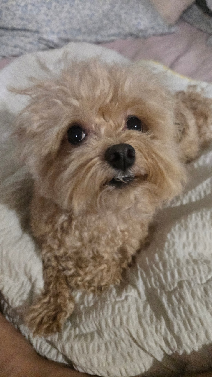 침대에서 강지랑 놀기
