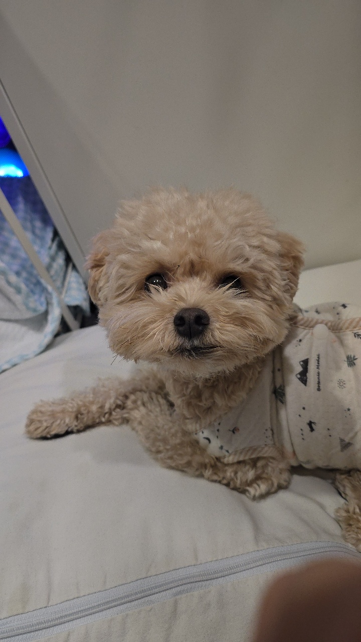 침대필수는 우리강아지..