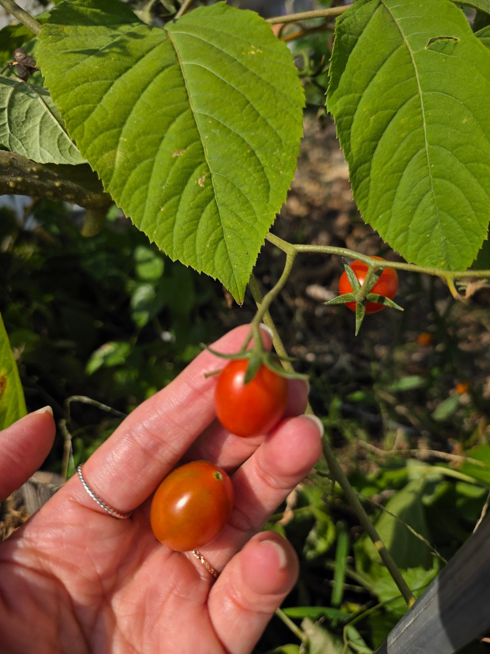 마지막 방토