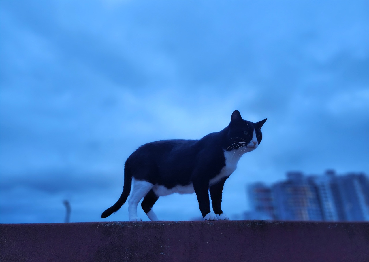 우리집 낭만고양이