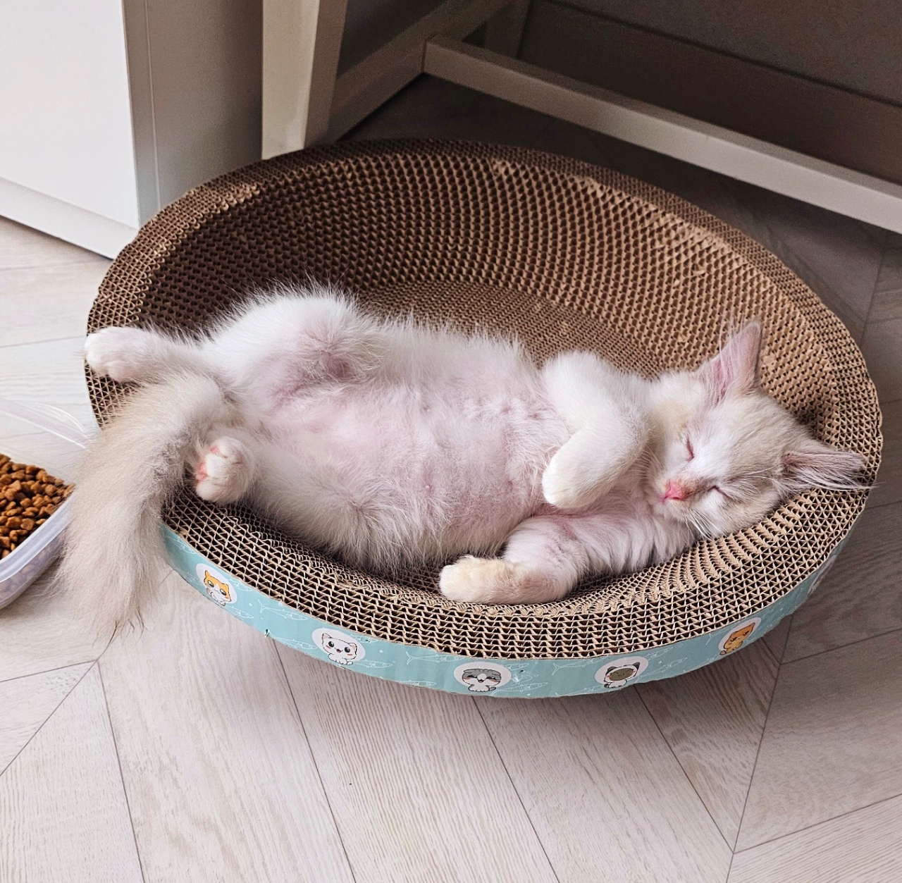 사진첩 보다가 발견한 애기 때 사진 🐱