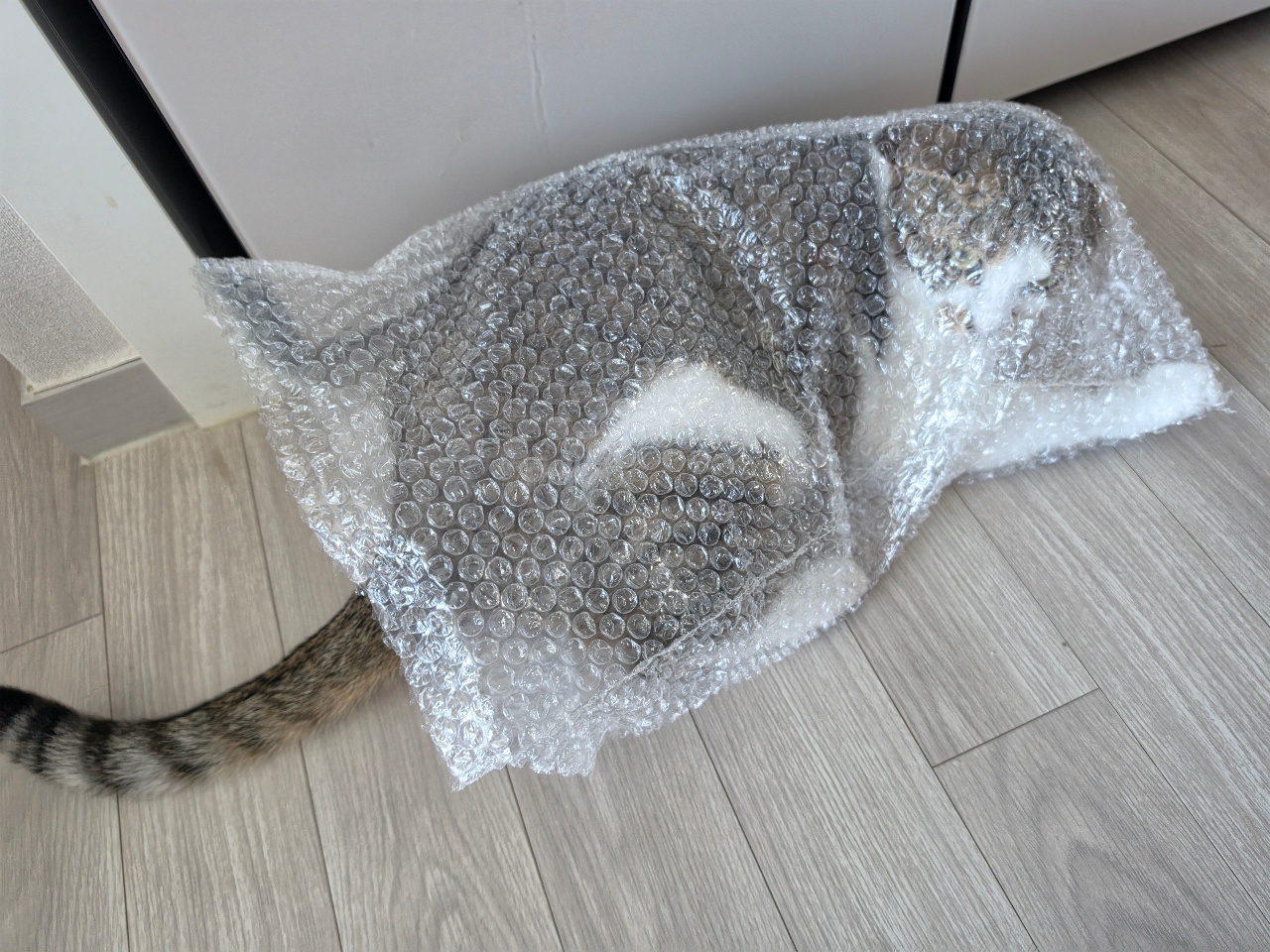 셀프포장 냥이