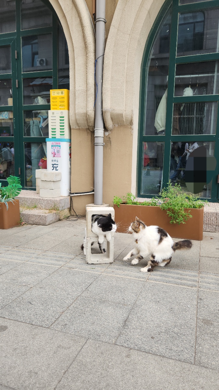귀여운 고양이