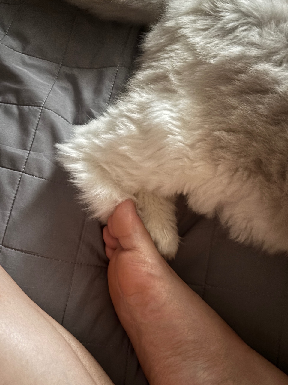 아니 발 밟고 사과 안하는 야옹이 어떻게 생각하세요?