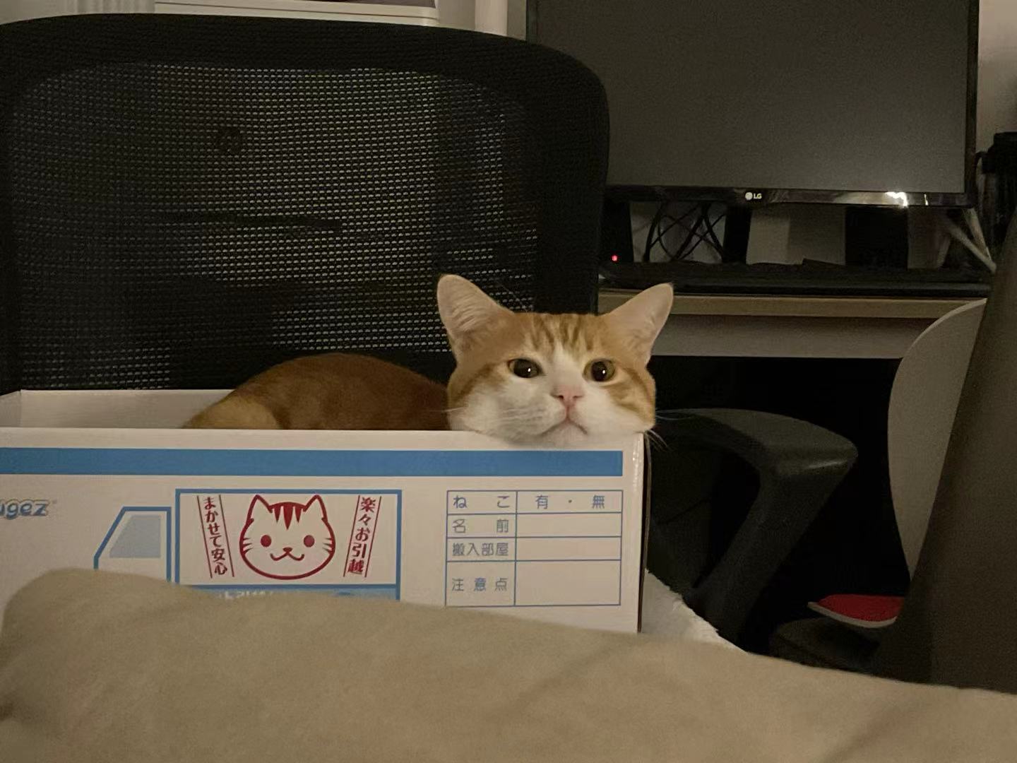 역시 고양이는 고양이
