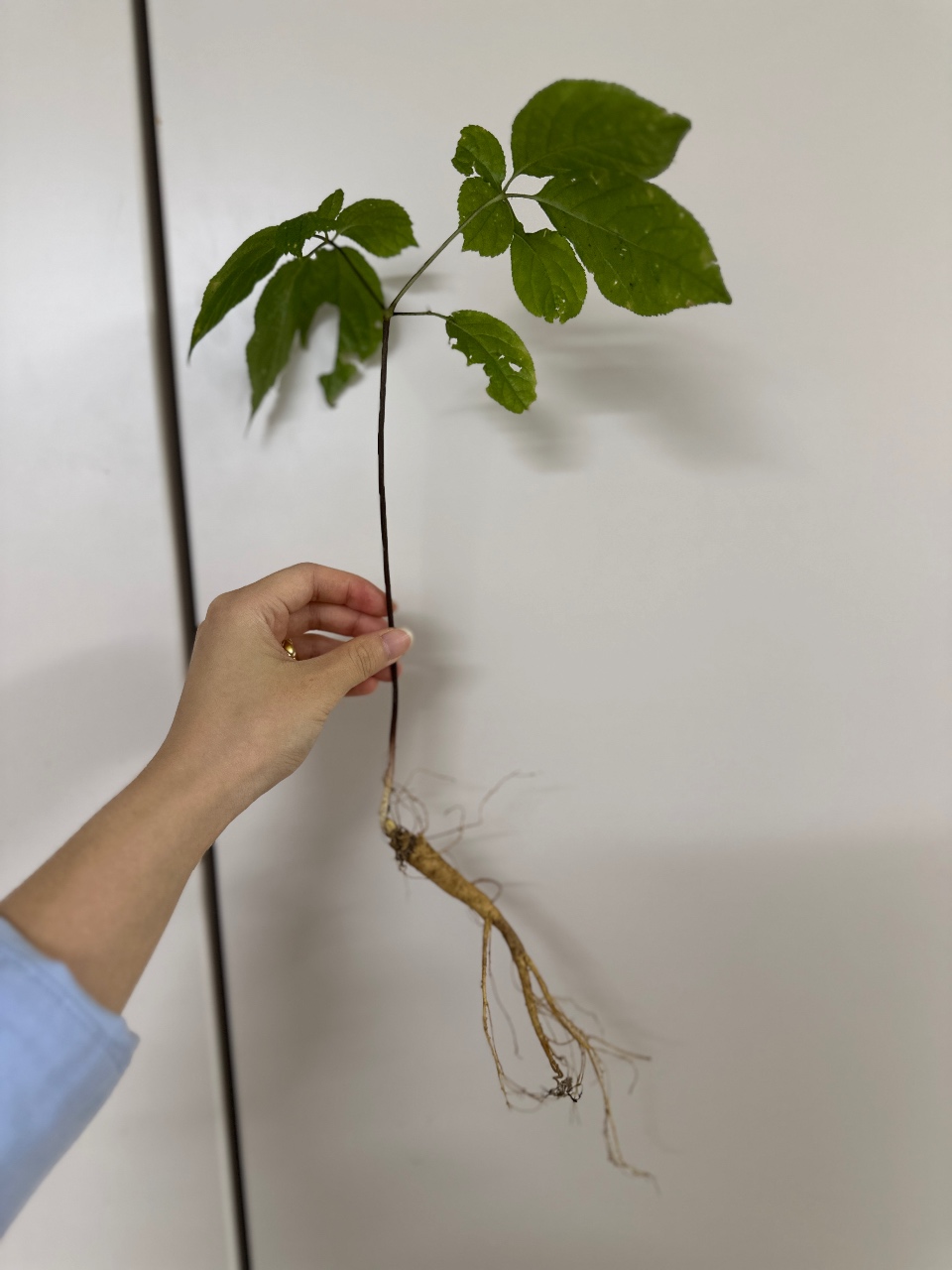 심봤다~~!! 자연산삼 🫚🌱