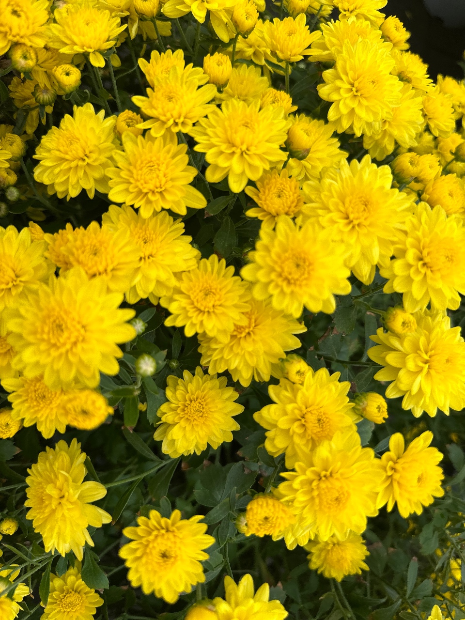 ✨국화가 활짝 피었어요 🌼