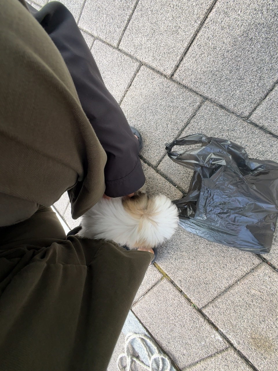 동네 똥강아지