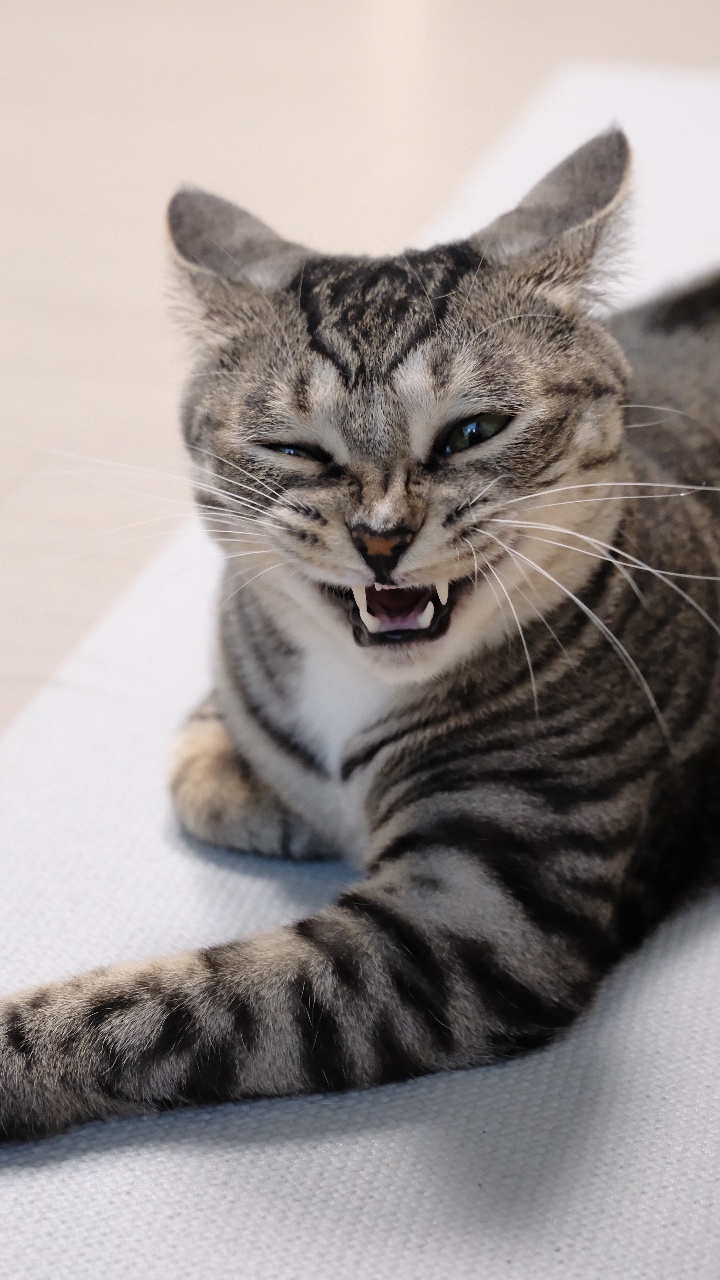 우리집 바보고양이 자랑해요!