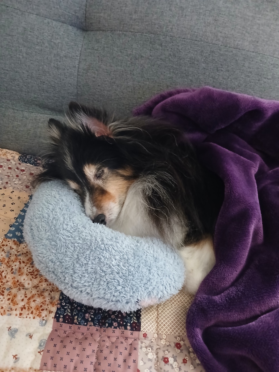 #sheltlandsheepdog 