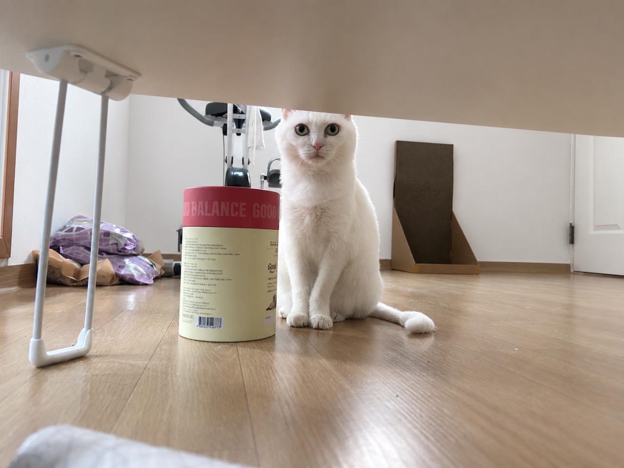 츄르 내놔