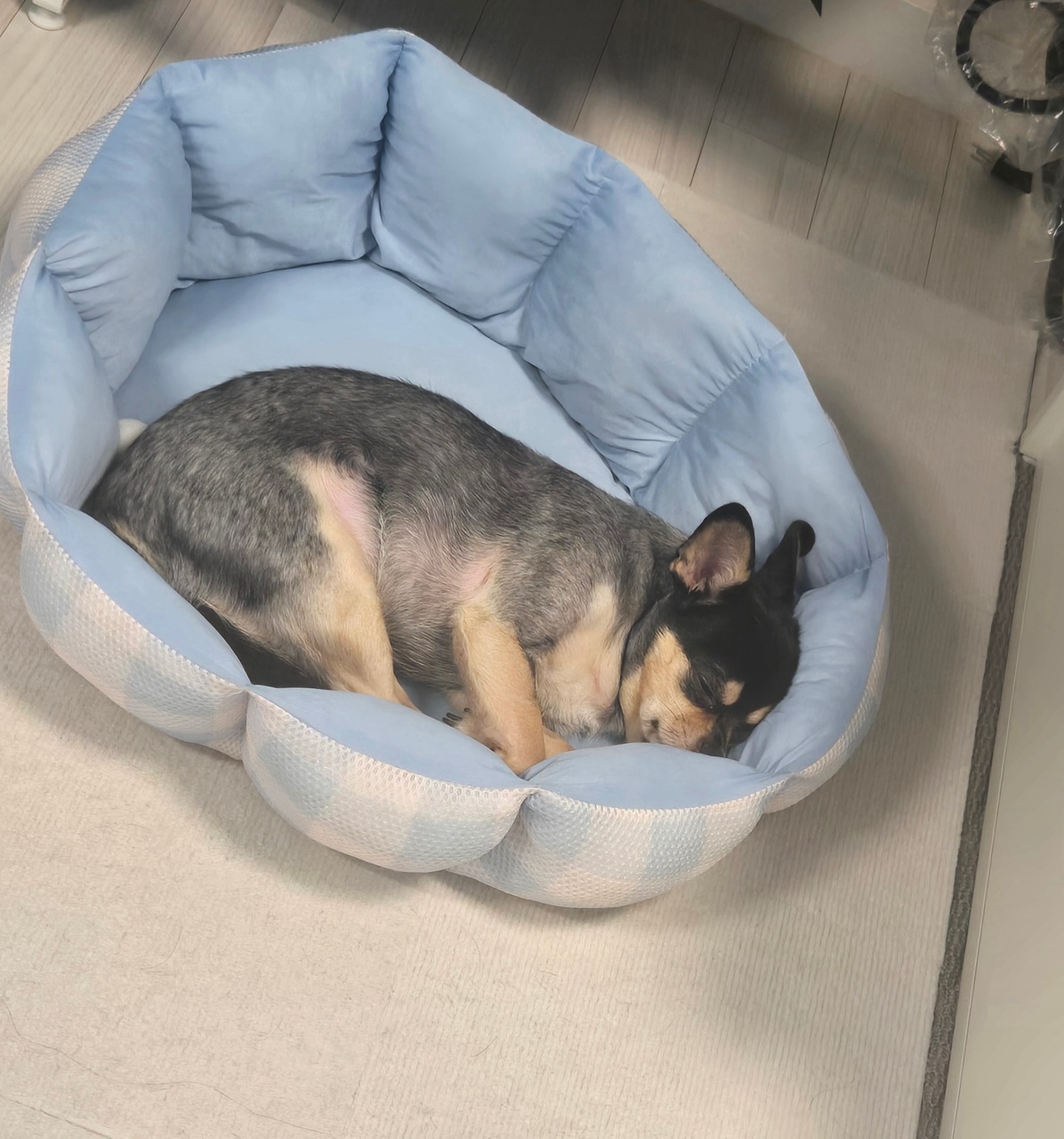 윌리전용공간😍🐕