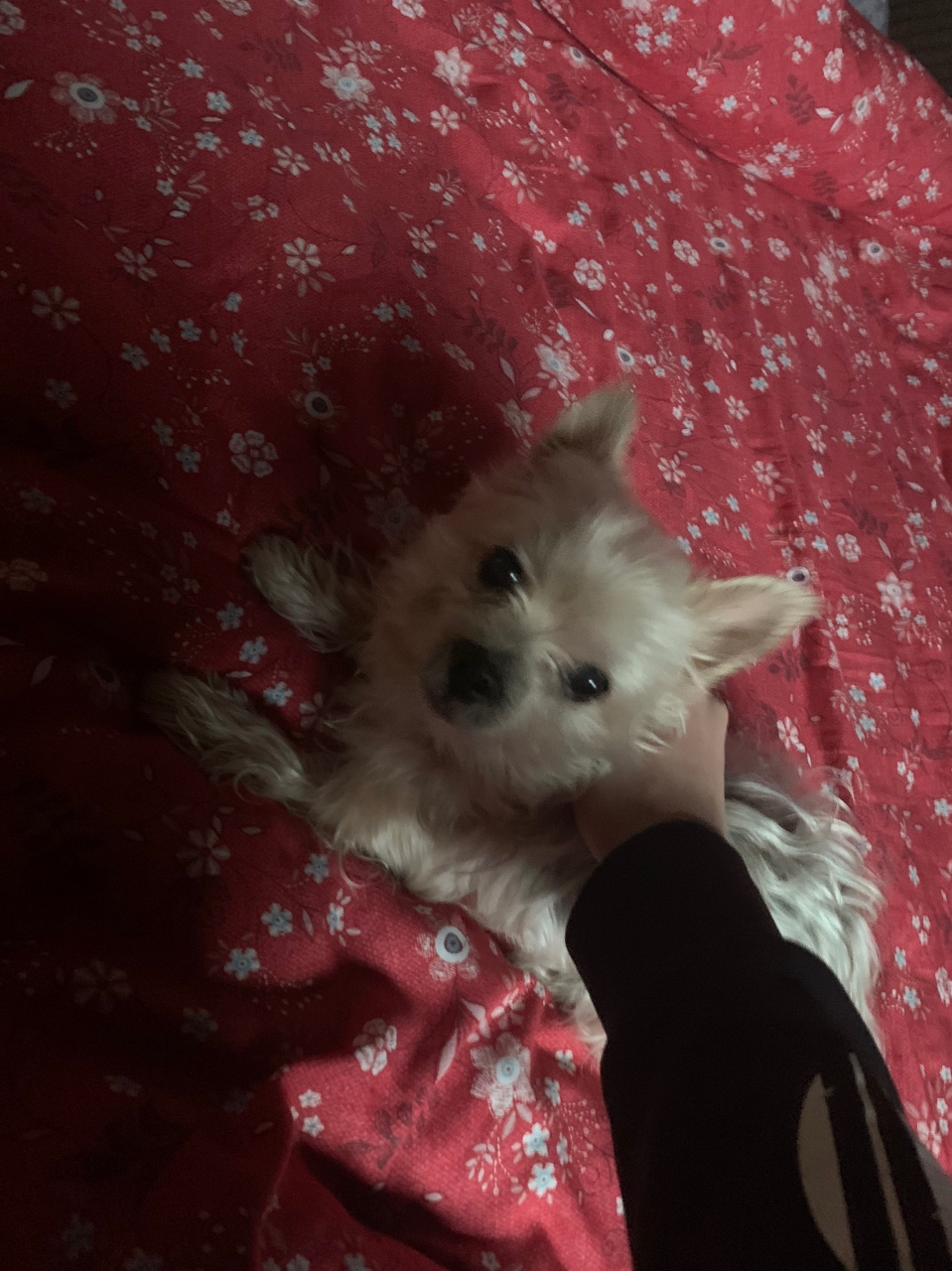 우리집 멍뭉이!