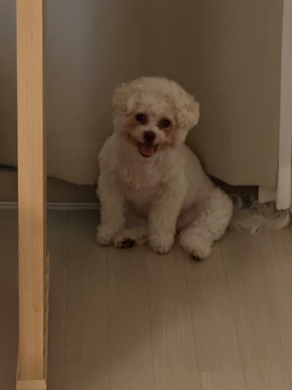 우리집 몽몽이 귀여워 🐶🤍