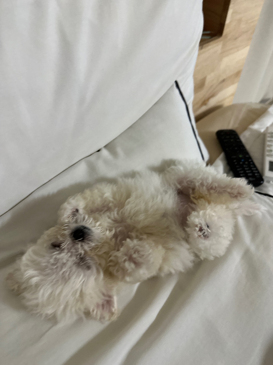 울집 몽몽이 아깽이시절 🐾