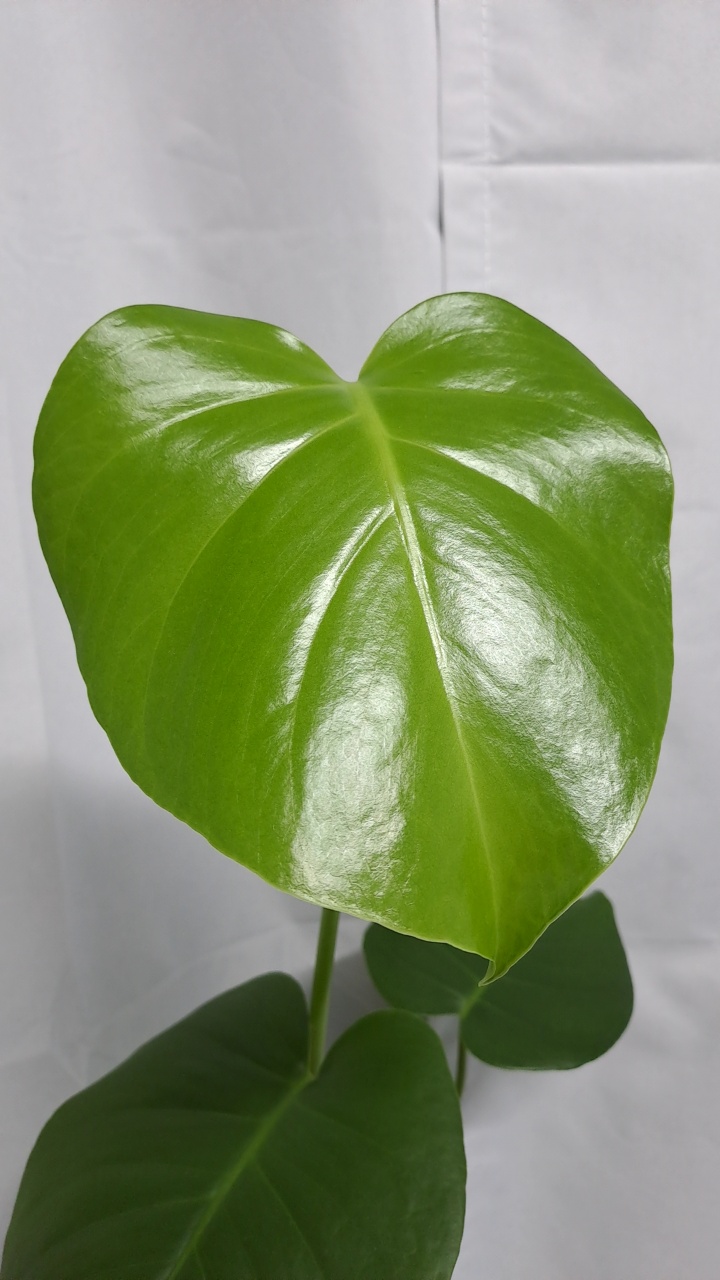 💚몬스테라💚