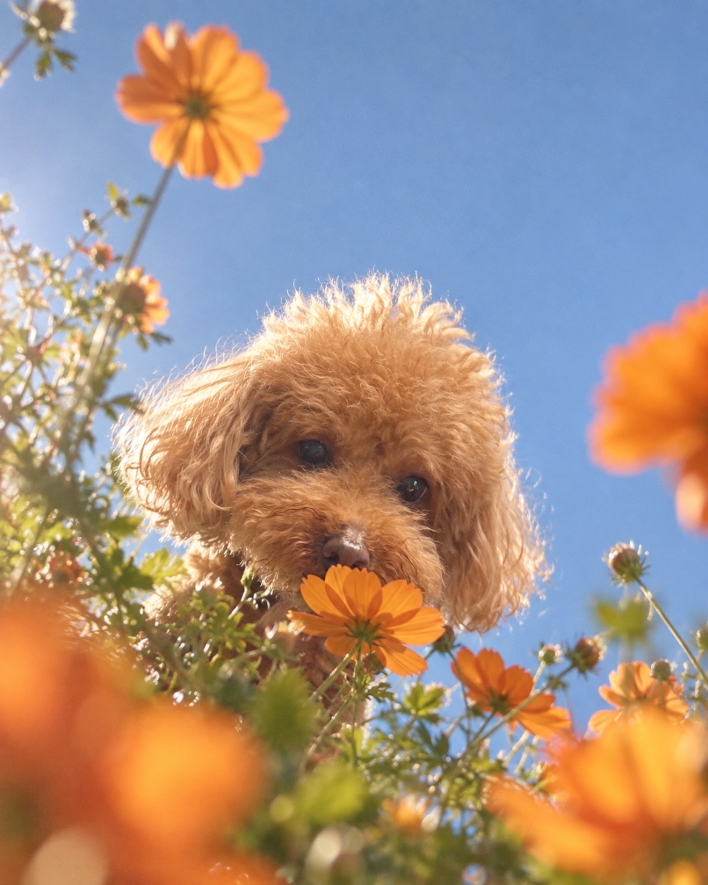 마요