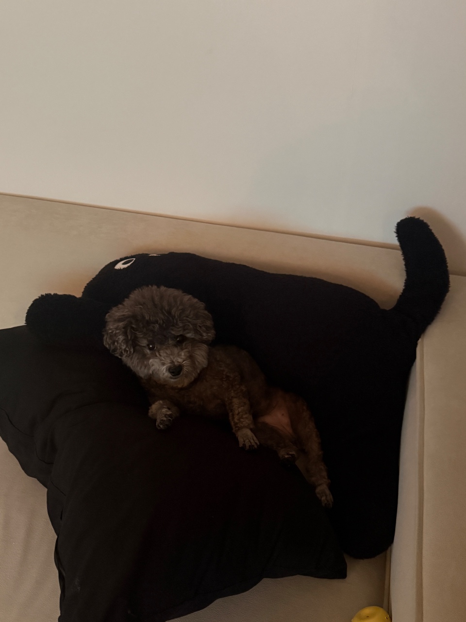 강아지