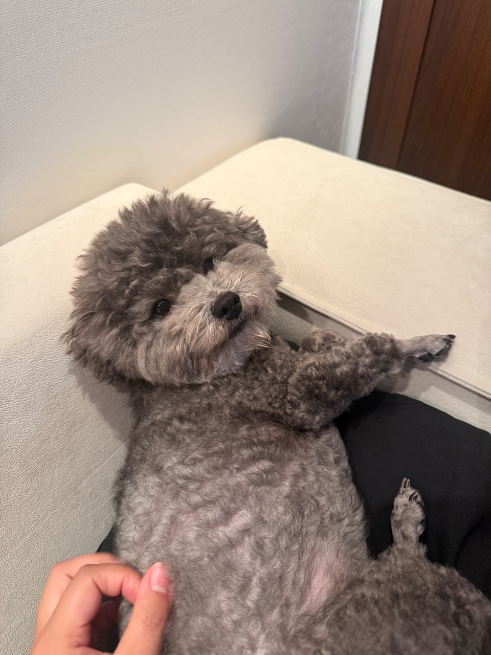 푸들
