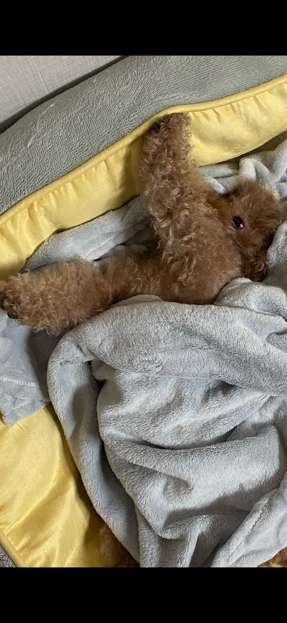 My 멍멍이 리즈시절