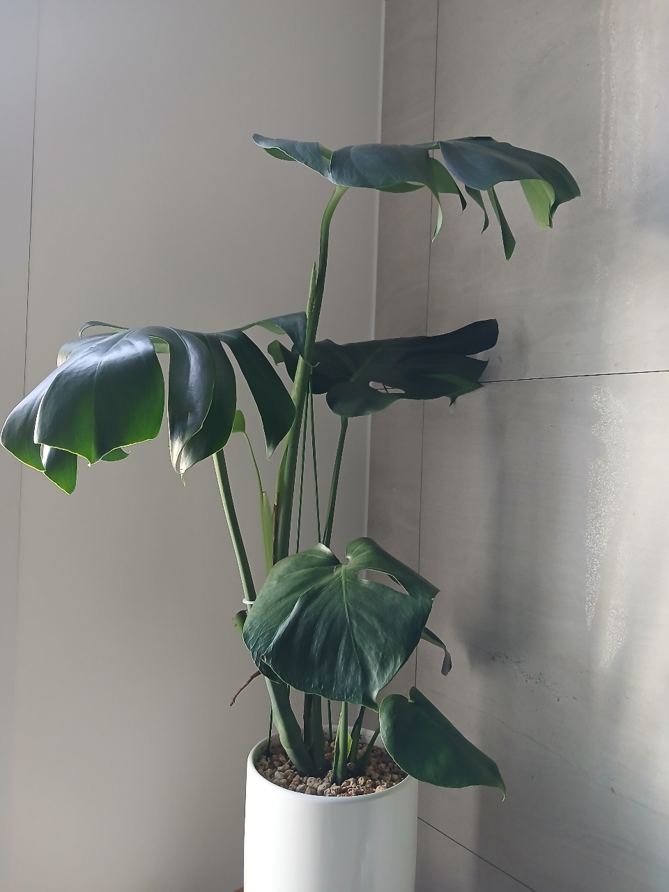 식물 기르기