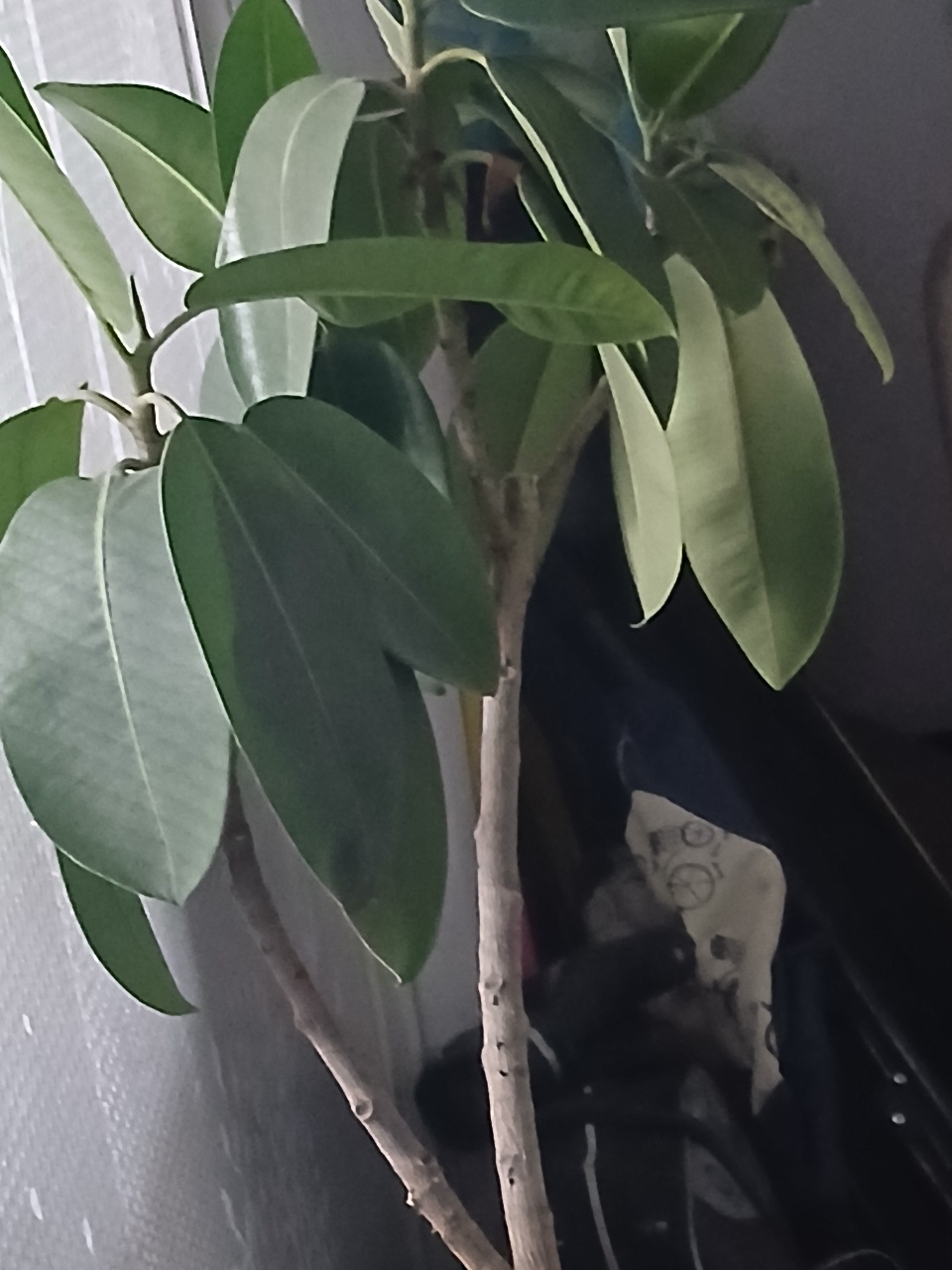 풀때기
