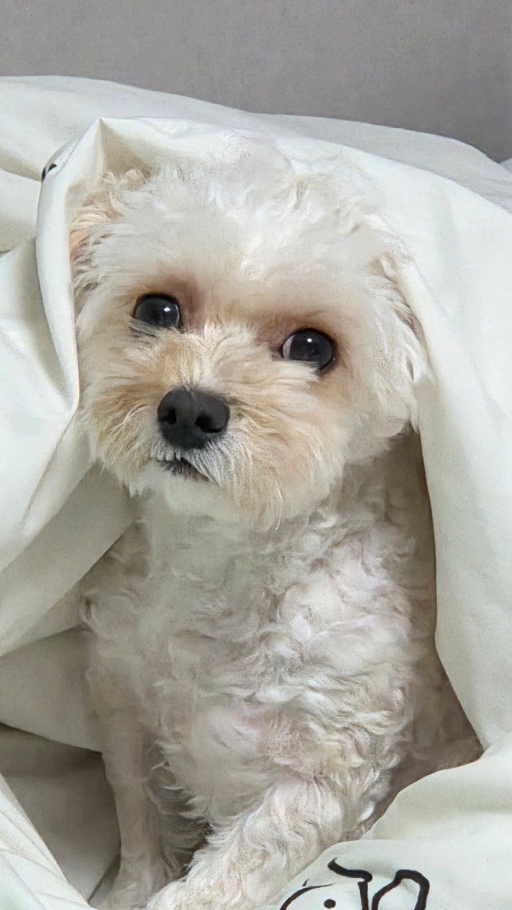 밤콩이 이불버전ㅇㄴㄹㄹㄹ