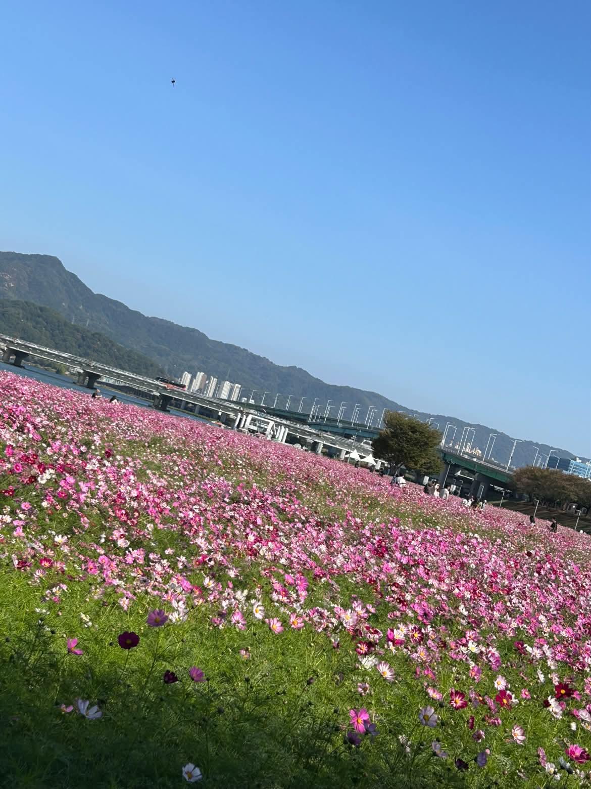 코스모스ㅡ🌸