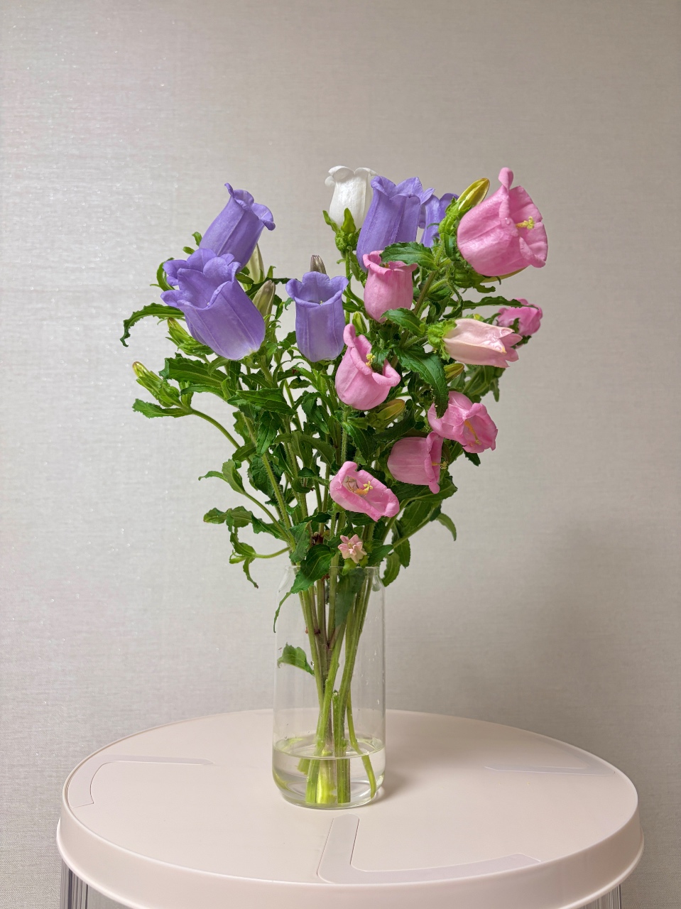 캄파눌라 아시나요💐