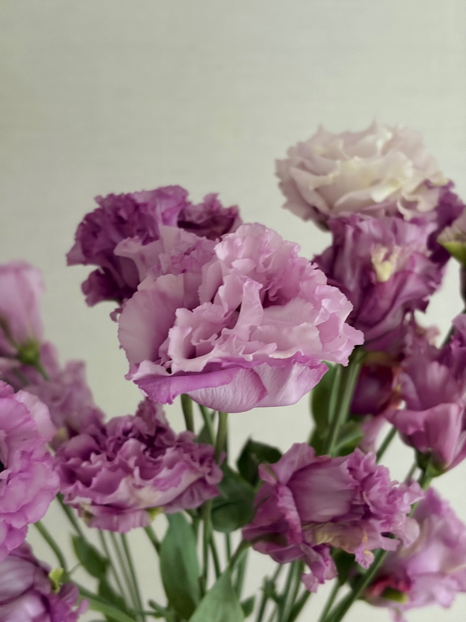 리시안셔스💐