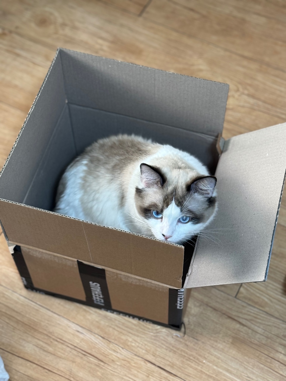 골판지 상자에 앉아 있는 고양이