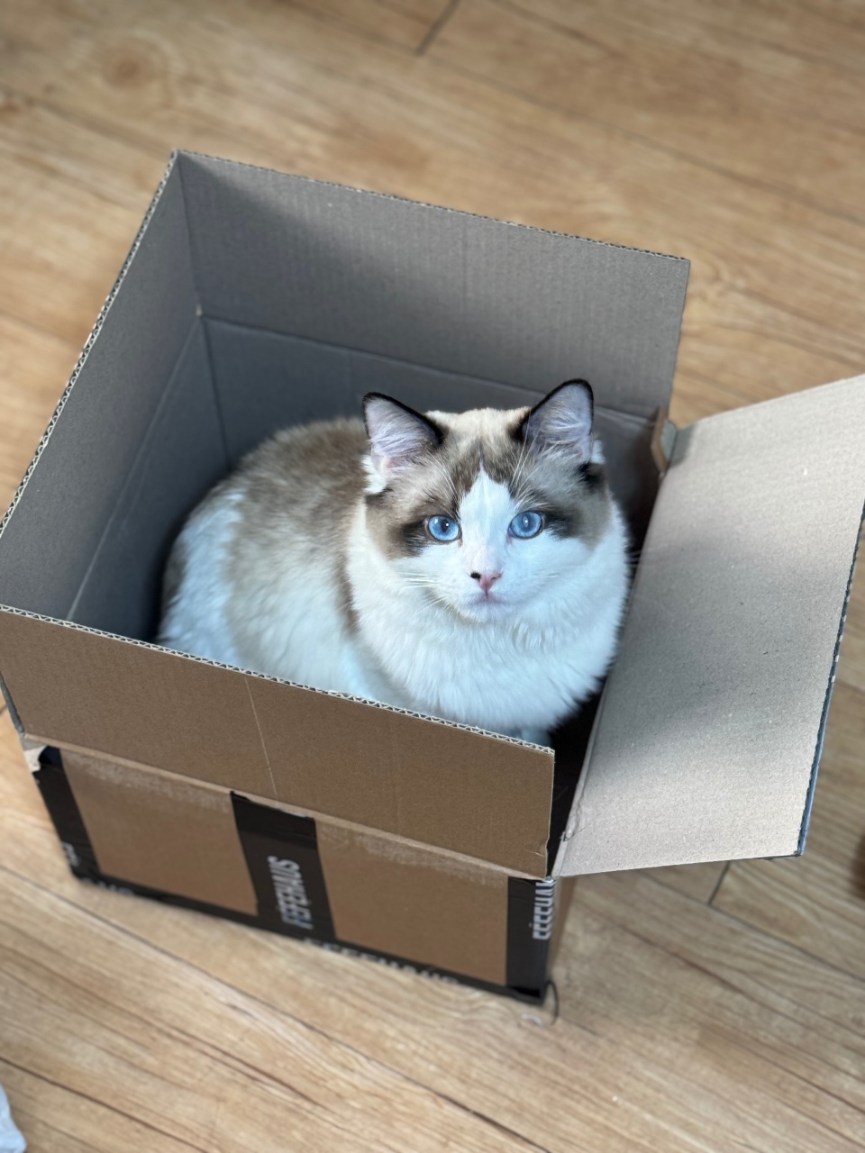 상자 안에 앉아 있는 파란 눈의 고양이