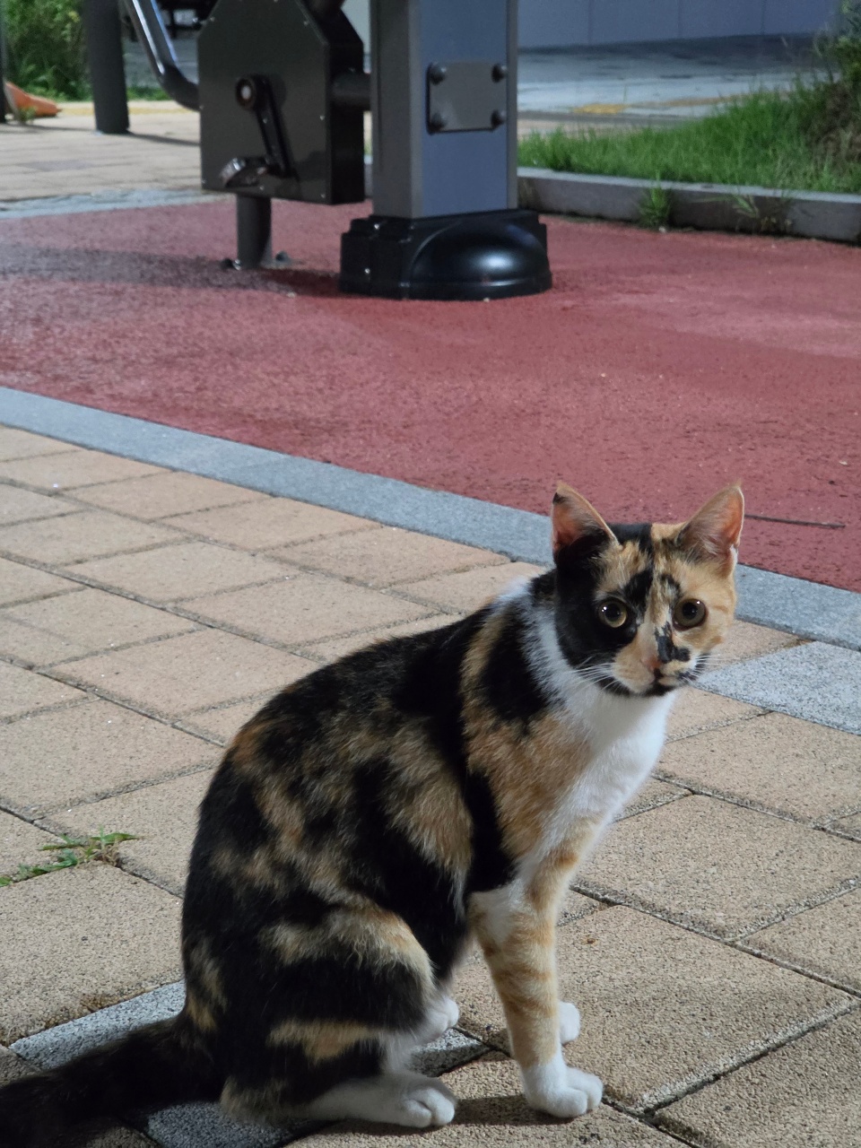 포장도로에 앉아 있는 삼색 고양이