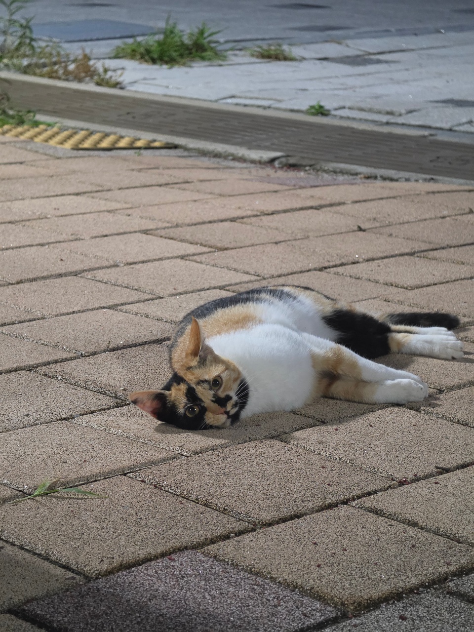 포장도로에 누워있는 고양이